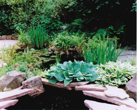 pond in garden