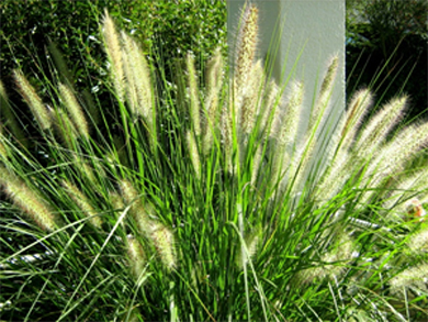 grasses